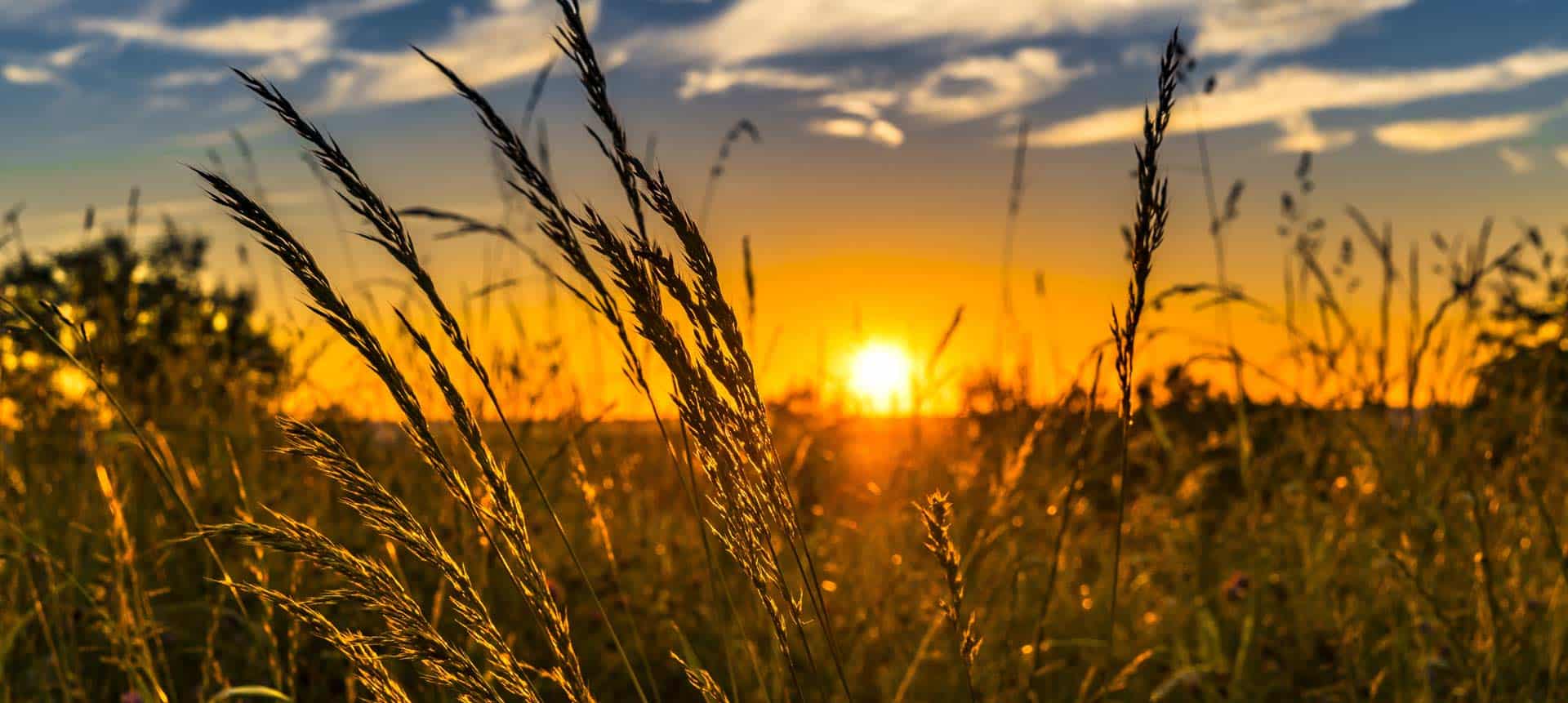 Hintergrundbild mit einer Gerstenwiese