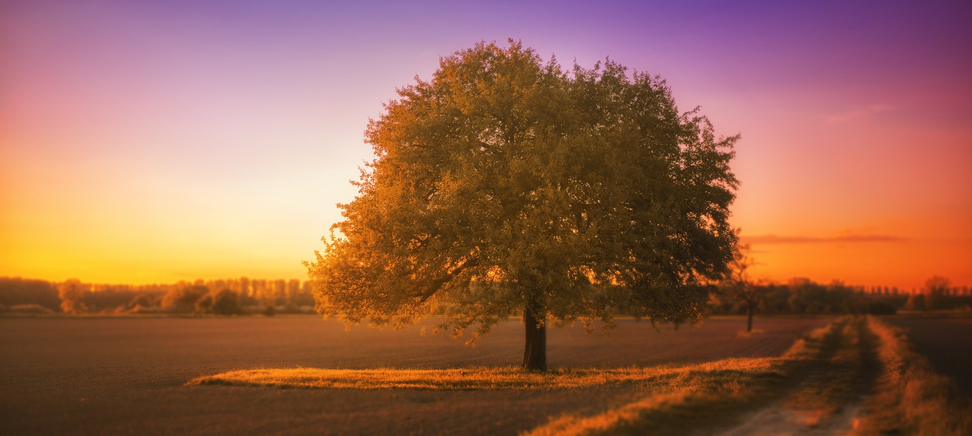 Hintergrund Wiese Baum